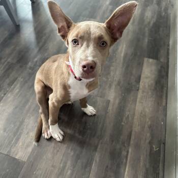 Barney -  Pit Bull Terrier and Shepherd Dog for Adoption in Mokena, Illinois - Barney | PetCurious
