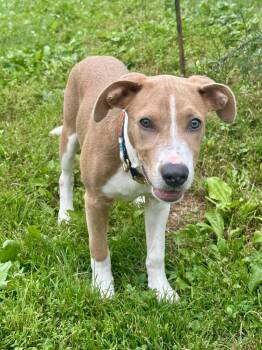 Buzz -  Beagle and Mixed Breed Dog for Adoption in Akron, Ohio - Buzz | PetCurious