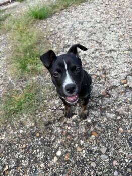 Pixie -  Border Collie and Labrador Retriever Dog for Adoption in Mishawaka, Indiana - Pixie | PetCurious
