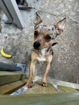Chiweenie and Terrier Dogs Available for Adoption - Smiley  | PetCurious