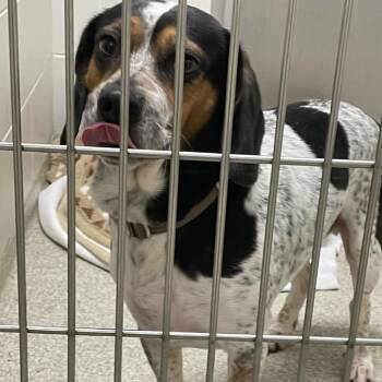 Cerberus -  Beagle and Mixed Breed Dog for Adoption in Gloucester, Virginia - Cerberus | PetCurious