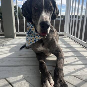 Rescue Great Dane Dogs for Adoption in Pasco, Washington - Indie | PetCurious