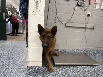 CALI -  German Shepherd Dog Dog for Adoption in Thousand Palms, California - CALI | PetCurious