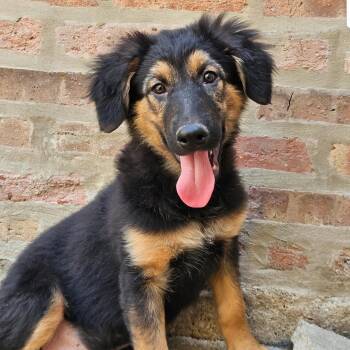 German Shepherd Dog and Doberman Pinscher Dogs Available for Adoption in Chicago, Illinois - Bramble | PetCurious