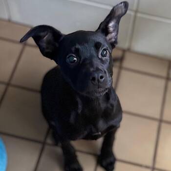 June -  Mixed Breed Dog for Adoption in Westhampton, New York - June | PetCurious