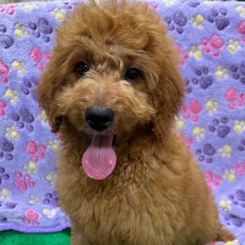 Rescue Goldendoodle Dogs for Adoption - Champion | PetCurious