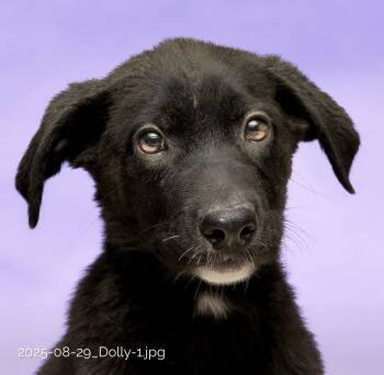 Rescue Labrador Retriever Dogs for Adoption in Houston, Texas - Dolly | PetCurious