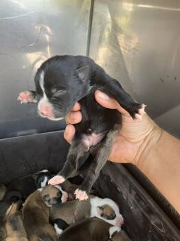 BRAVO -  Mixed Breed Dog for Adoption in Dallas, Texas - BRAVO | PetCurious