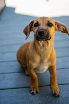 Ravioli -  Basset Hound Dog for Adoption in Morgantown, West Virginia - Ravioli | PetCurious