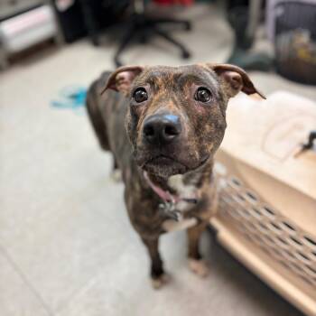 Pit Bull Terrier and Mixed Breed Dogs Available for Adoption - Hildie--In Foster***ADOPTION PENDING*** | PetCurious