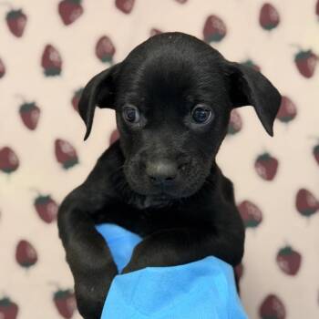 Bilbo Barkins -  Shepherd and Mixed Breed Dog for Adoption in San Antonio, Texas - Bilbo Barkins | PetCurious