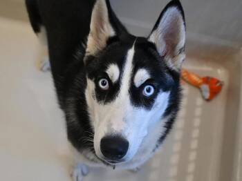 Siberian Husky and Mixed Breed Dogs Available for Adoption in Portland, Oregon - Snow | PetCurious