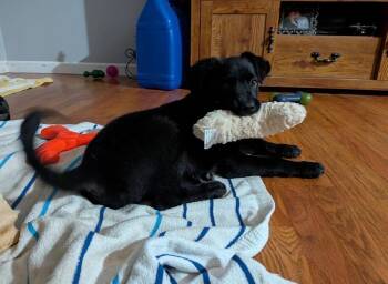 Labrador Retriever and Pug Dogs Available for Adoption in Herculaneum, Missouri - Maple | PetCurious