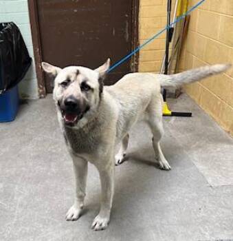 Siberian Husky and Mixed Breed Dogs Available for Adoption in Stockton, California - DUSTY | PetCurious