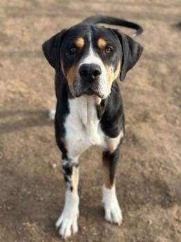 Bloodhound and Terrier Dogs Available for Adoption - Joffrey | PetCurious