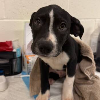 Rescue Pit Bull Terrier Dogs for Adoption in Los Angeles, California - Green Bean A2243959 | PetCurious