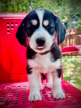 Cocker Spaniel Dogs Available for Adoption in Austin, Texas - Bonnell | PetCurious