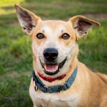 Rescue Jack Russell Terrier and Corgi Dogs for Adoption in Bowie, Maryland - Peanut | PetCurious