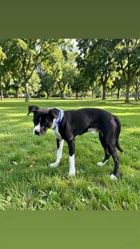 American Bulldog Dogs Available for Adoption in Doral, Florida - BINKY | PetCurious