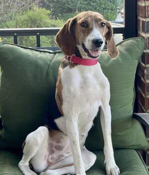 Mallow -  Mixed Breed Dog for Adoption in Cornelius, North Carolina - Mallow | PetCurious