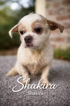 Terrier and Chihuahua Dogs Available for Adoption - Shakira | PetCurious