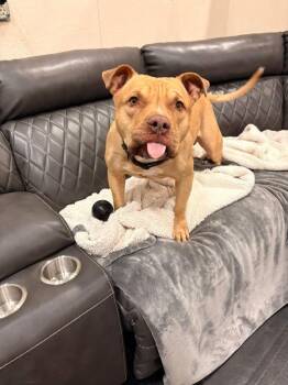 American Staffordshire Terrier Dogs Available for Adoption - Banjo | PetCurious