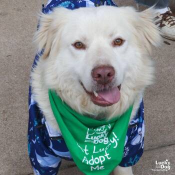 Retriever and Great Pyrenees Dogs Available for Adoption in Washington, District Of Columbia - Oliver | PetCurious