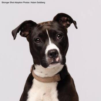 Georgia -  Mixed Breed Dog for Adoption in Bentonville, Arkansas - Georgia | PetCurious