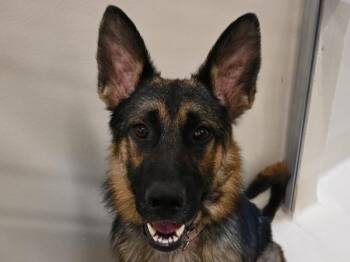 Ringo -  German Shepherd Dog Dog Available for Adoption in Portland, Oregon - Ringo | PetCurious
