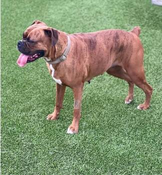 Chloe -  Boxer Dog Available for Adoption in Granbury, Texas - Chloe | PetCurious