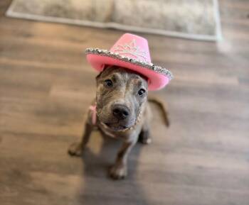Miss Priss Sweet Little Sis -  Cane Corso and Pit Bull Terrier Dog for Adoption in Friendswood, Texas - Miss Priss Sweet Little Sis | PetCurious