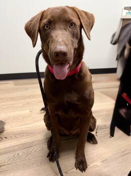 KC -  Chocolate Labrador Retriever Dog for Adoption in Fort Collins, Colorado - KC | PetCurious