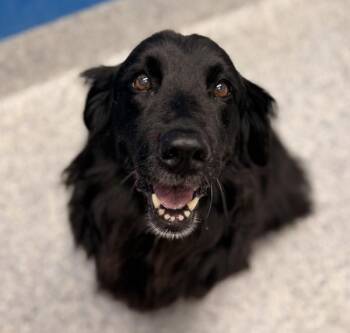 Lindi -  Flat Coated Retriever Dog for Adoption in Golden, Colorado - Lindi | PetCurious