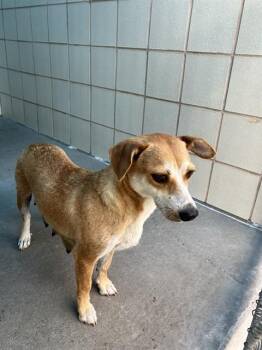 SHORTY -  Labrador Retriever and Mixed Breed Dog for Adoption in Corpus Christi, Texas - SHORTY | PetCurious