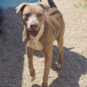 Jack -  Terrier Dog for Adoption in South Elgin, Illinois - Jack | PetCurious