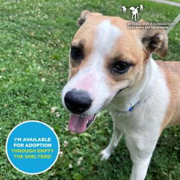 Lexie- $70 Adoption Fee! -  Carolina Dog and Hound Dog for Adoption - Lexie- $70 Adoption Fee! | PetCurious