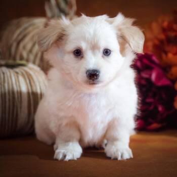 Kindness -  Chihuahua Dog for Adoption in Allen, Texas - Kindness | PetCurious
