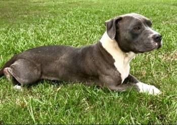 MAYA -  Pit Bull Terrier Dog for Adoption in Grovetown, Georgia - MAYA | PetCurious