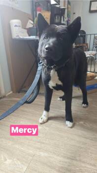 Akita Dogs Available for Adoption in Warrenton, Missouri - Mercy | PetCurious