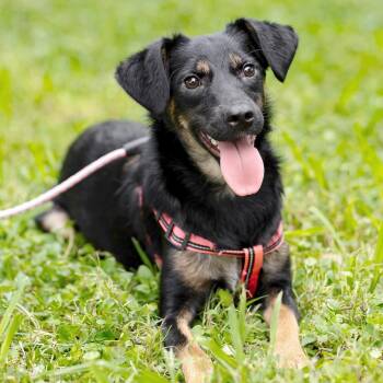 Tina -  Manchester Terrier and Spaniel Dog for Adoption in Morristown, New Jersey - Tina | PetCurious