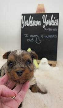 Marley  -  Yorkshire Terrier Dog Available for Sale in Belleville, Illinois - Marley  | PetCurious