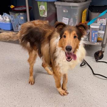 Rex -  Rough Collie Dog for Adoption in Indianapolis, Indiana - Rex | PetCurious