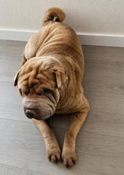 Buster -  Shar Pei Dog for Adoption in Pinedale, Wyoming - Buster | PetCurious