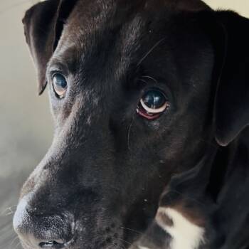 Rescue Mixed Breed Dogs for Adoption in Lake Jackson, Texas - Morris | PetCurious