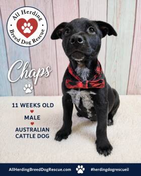 Chaps -  Cattle Dog Dog for Adoption in Joliet, Illinois - Chaps | PetCurious