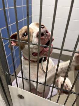 Gracee -  Pit Bull Terrier Dog for Adoption in Austin, Texas - Gracee | PetCurious