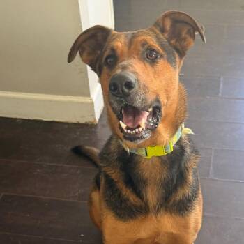 Shepherd and Doberman Pinscher Dogs Available for Adoption in Oceanside, California - *** Tucker | PetCurious