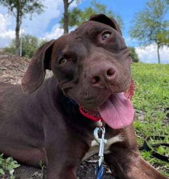 Rescue Pit Bull Terrier and Mixed Breed Dogs for Adoption in Georgetown, Texas - Vinny | PetCurious