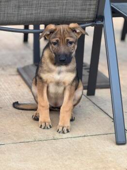 Mixed Breed Dogs Available for Adoption in Sun Prairie, Wisconsin - Spacey Stacey | PetCurious