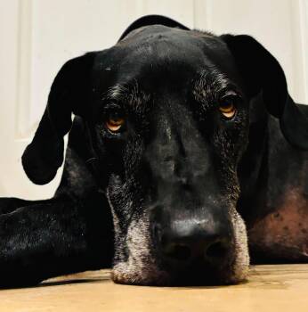 Thor -  Great Dane Dog for Adoption in Pensacola, Florida - Thor | PetCurious